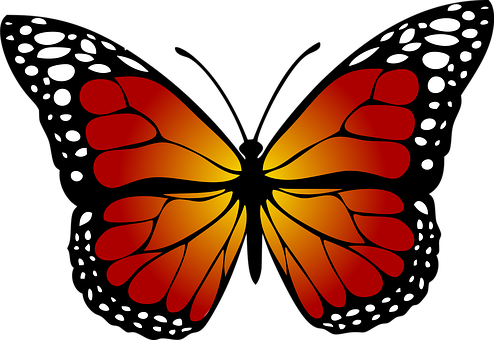 Monarch Butterfly Clipart Real - Monarch Butterfly Clipart (494x340), Png Download