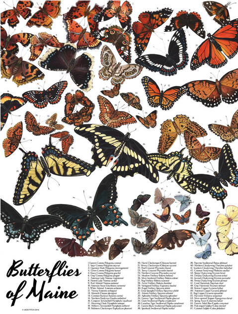 Butterflies - Butterflies Of Maine Pattern Mug (630x630), Png Download