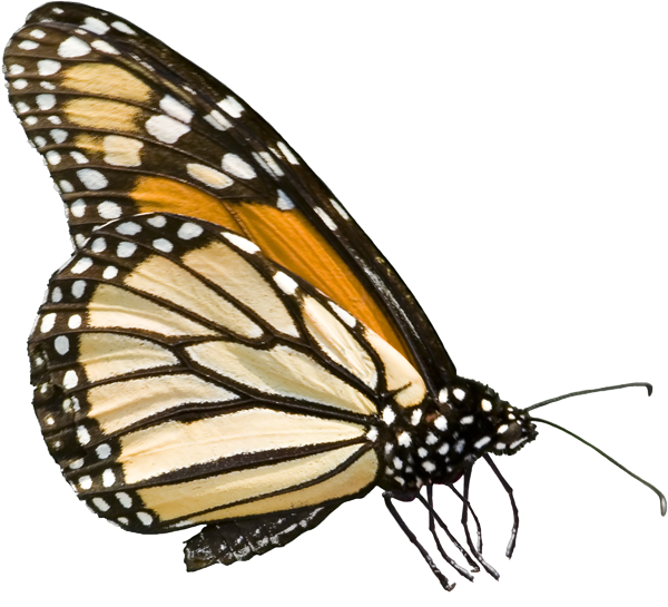 Federal Government Jpg Royalty Free Download - Monarch Butterfly (600x545), Png Download