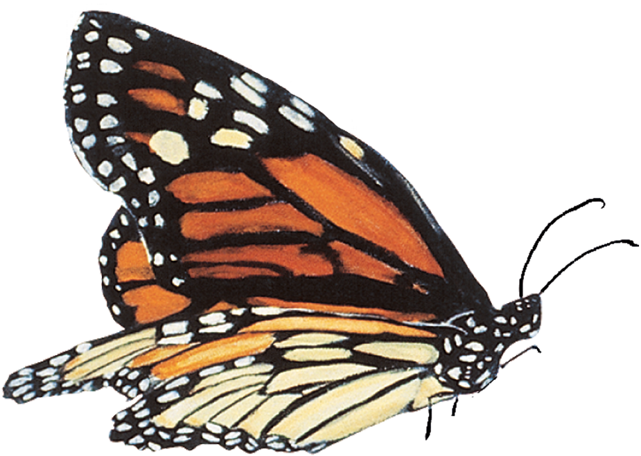 Mariposas Reales En Png (1024x751), Png Download