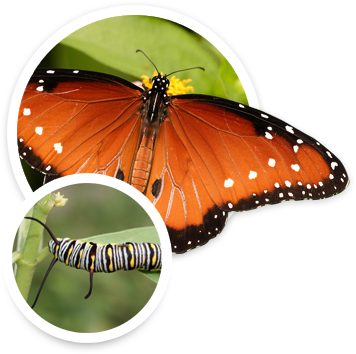 Butterfly Weed Is Also The Host Plant For Queen Butterflies - Queen (356x354), Png Download