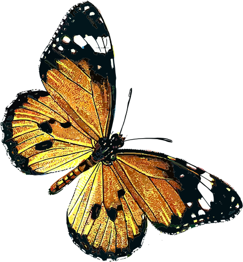 Free Danaus Chrysippus - Public Domain Butterfly (566x800), Png Download