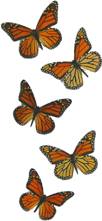 Png Butterfly (360x460), Png Download