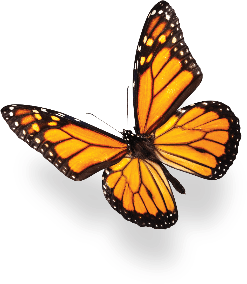 Stock Photo Of Butterfly (1107x1228), Png Download
