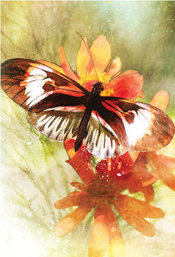 Inspirerende Affirmatiekaarten - Alana Fairchild (500x500), Png Download