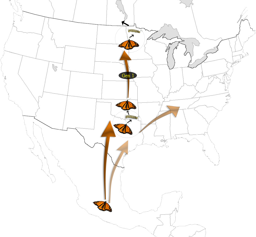 Generation 1 Graphic - Black Buffalo Fish Range (1064x988), Png Download