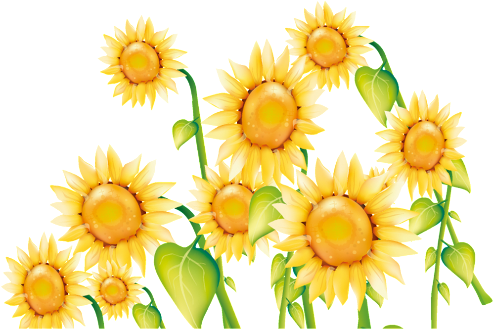 This Graphics Is Celebrate Children's Day Flower About - 向日葵 素材 (1024x1024), Png Download