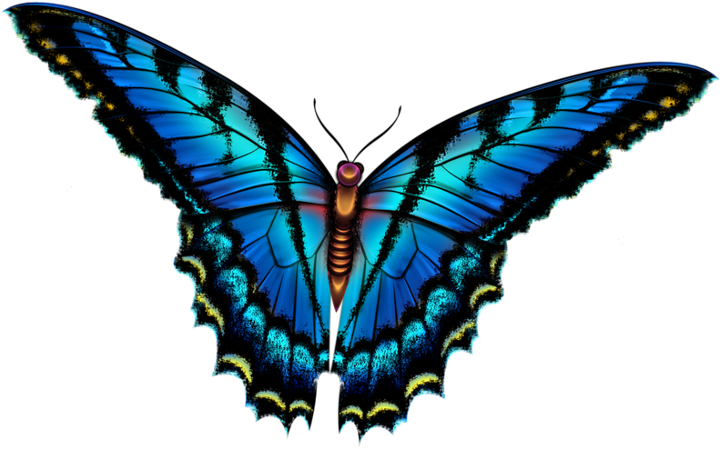 Butterfly - Smokey Mountain Butterflies In Field License Plate (800x582), Png Download