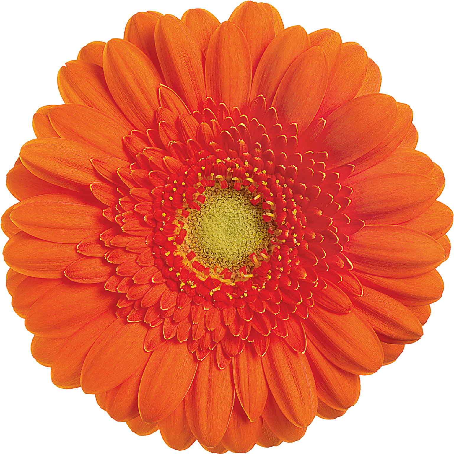 Garfield - Gerbera Garfield (1772x1772), Png Download