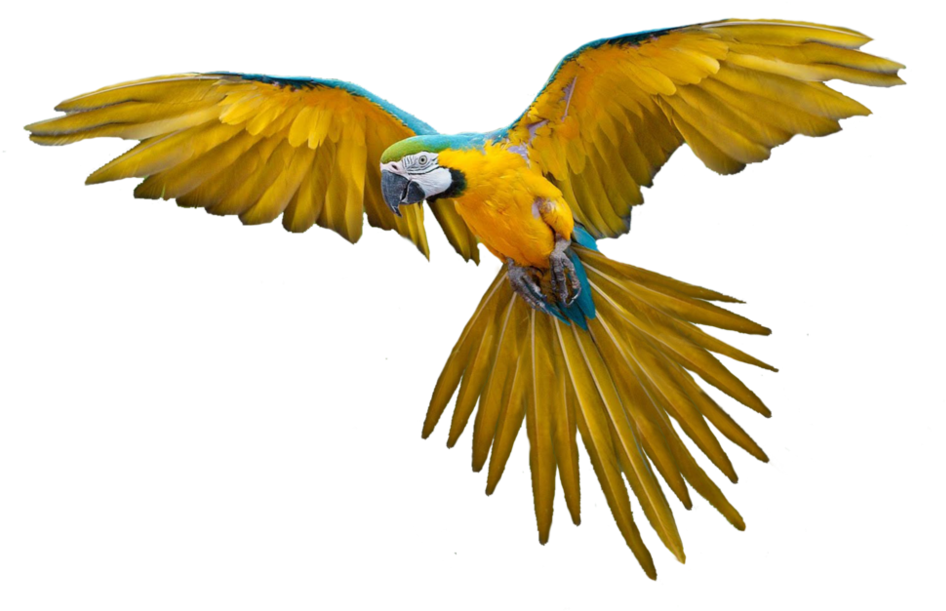 Png Bird Image - Flying Bird Png (999x799), Png Download