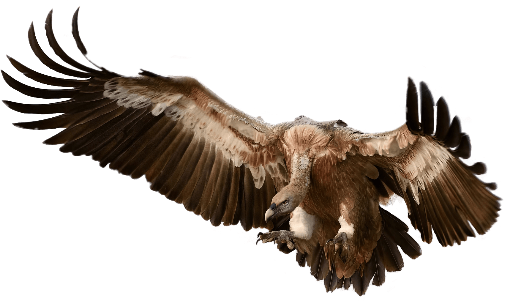 Vulture Attacking Its Prey - Vulture Png (1920x1280), Png Download