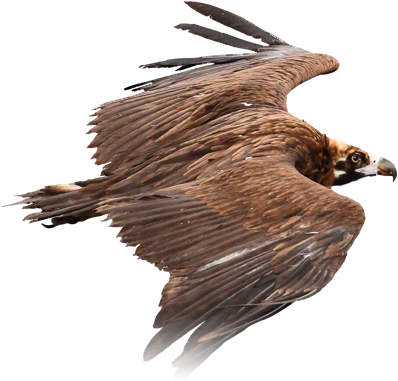 About The Project - Transparent Vulture Png (400x390), Png Download