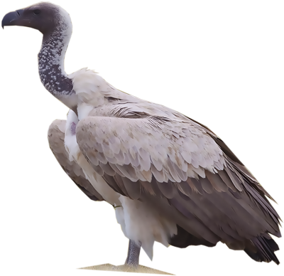 White-backed Vulture (400x400), Png Download