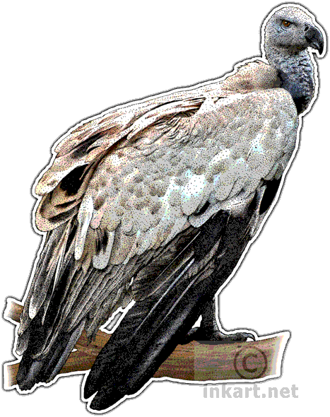 Jpg Transparent Griffon Vulture Gypaetus Barbatus Line - Vultures Of The World Throw Blanket (467x590), Png Download