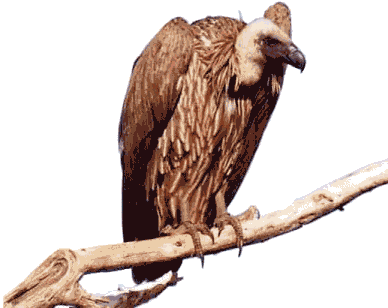 Queen (400x309), Png Download