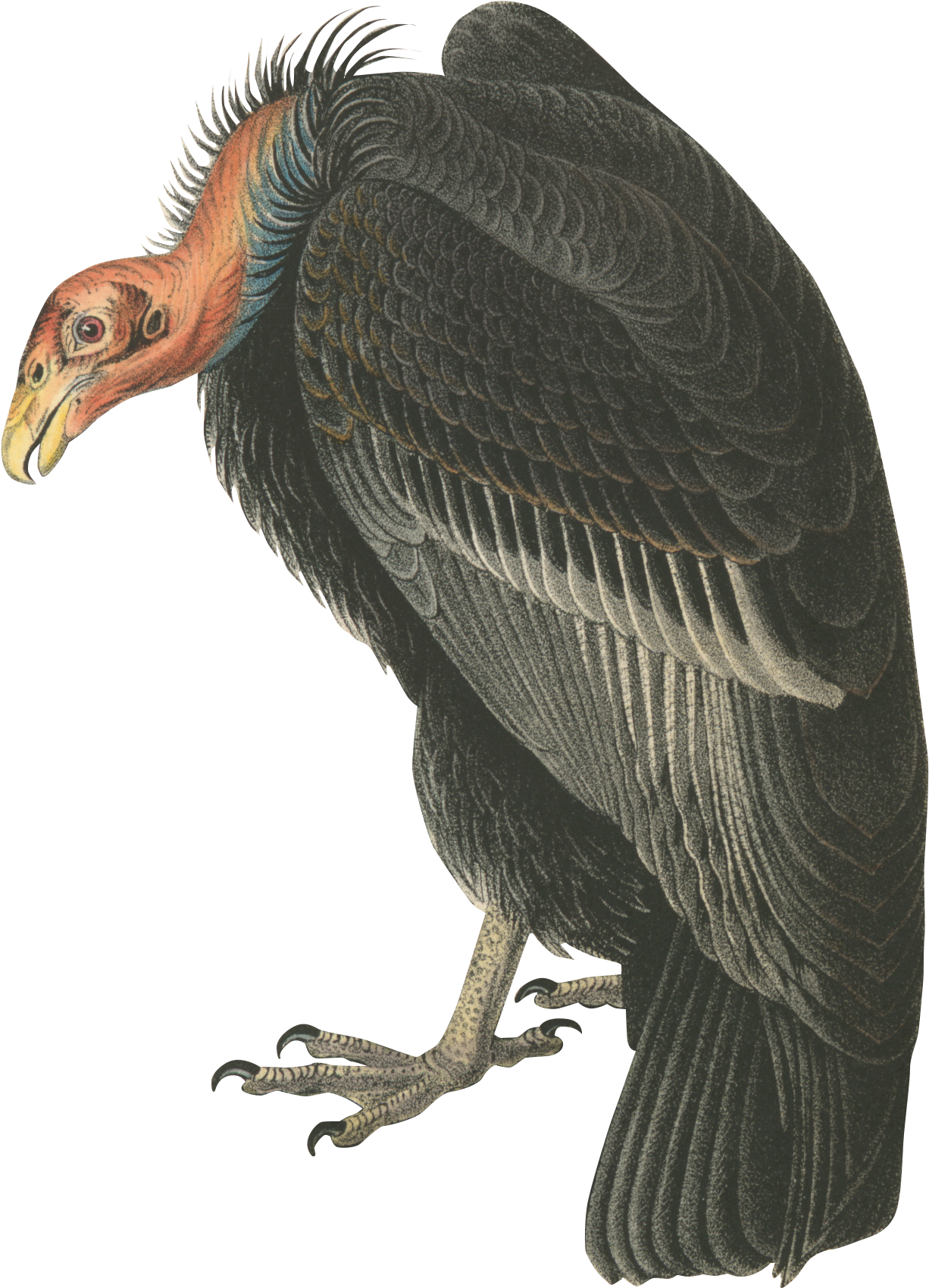 Vulture - Audubon California Condor Bird Oval Ornament (1400x1875), Png Download