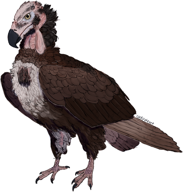 Red Headed Vulture By Foikpunk On Deviantart - Vulture Head Transparent (1024x683), Png Download