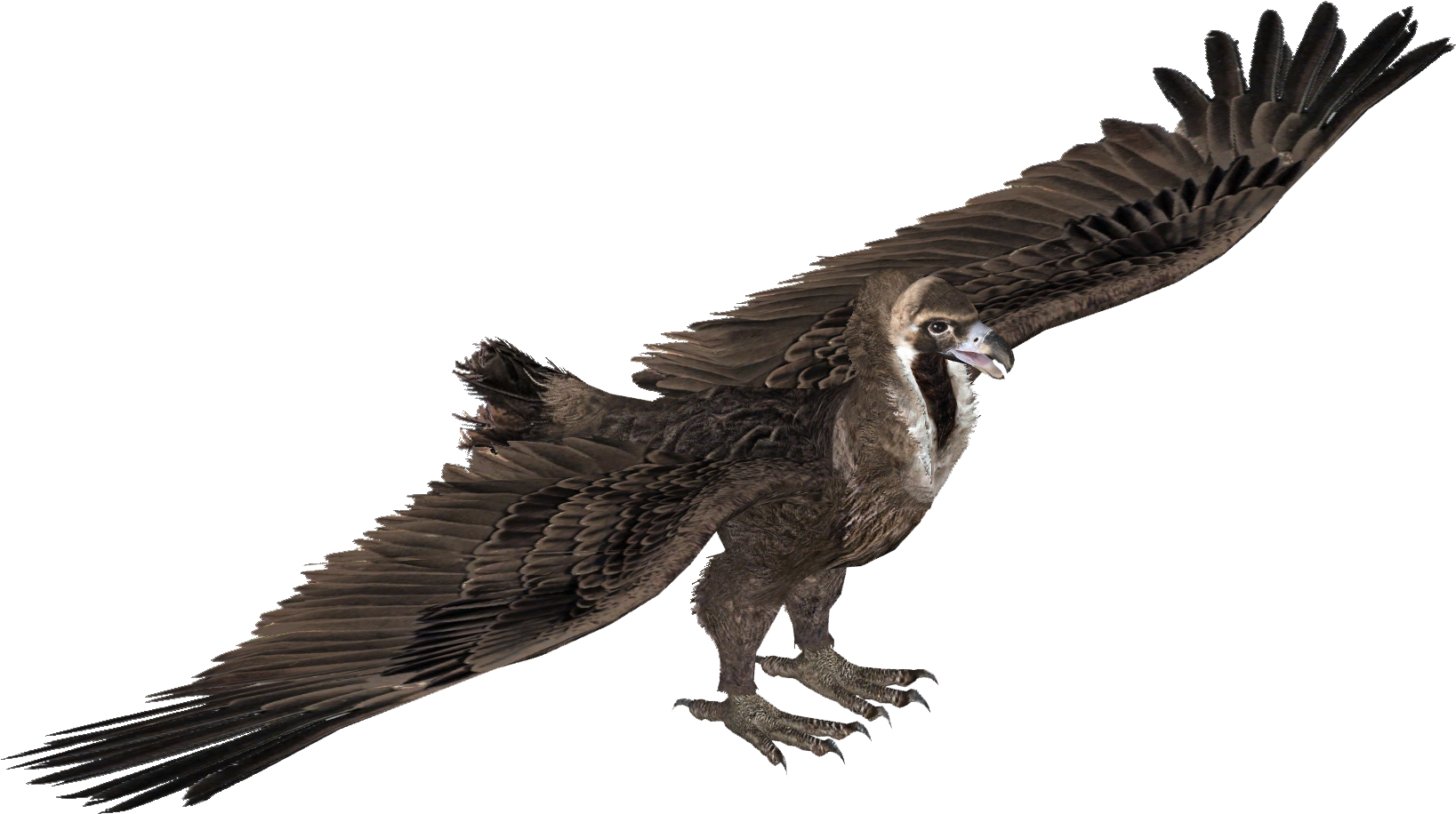 Cinereous Vulture - Eagle (1636x1636), Png Download