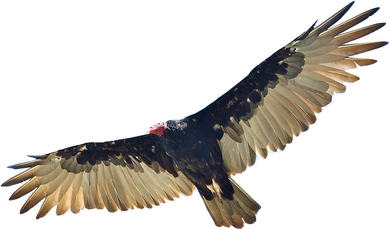 Zopilote Gerardomtz Mx Vulture, Contemporary Art, Buzzard, - Zopilote Png (826x580), Png Download