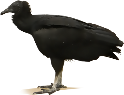 American Black Vulture - American Crow (400x400), Png Download
