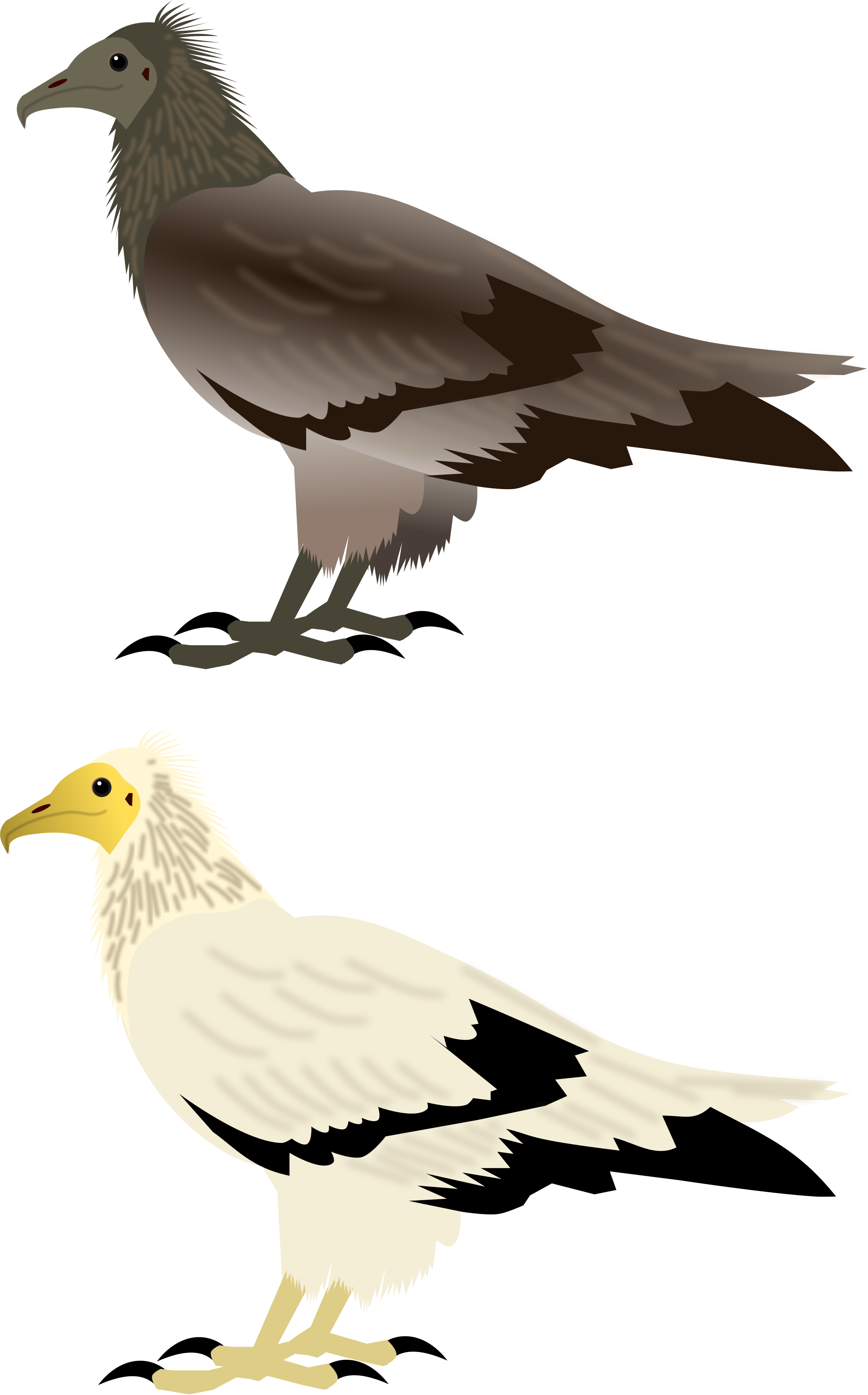Open - Egyptian Vulture (2000x3214), Png Download