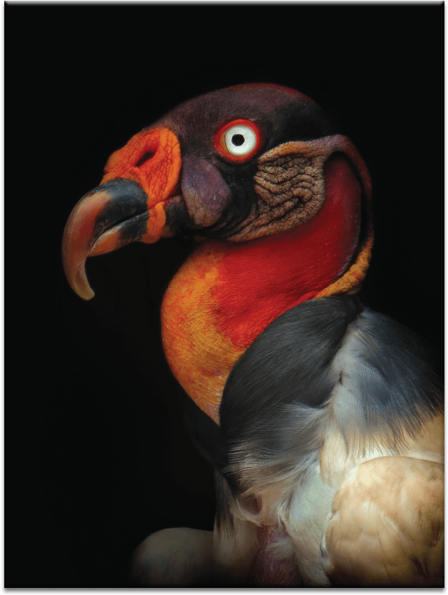 King Vulture - Oiseaux Toile Muraleking Vulture - Sarcoramphus Papa (900x900), Png Download