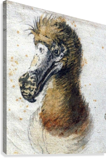 Dodo - Dodo Joris Joostensz (344x511), Png Download