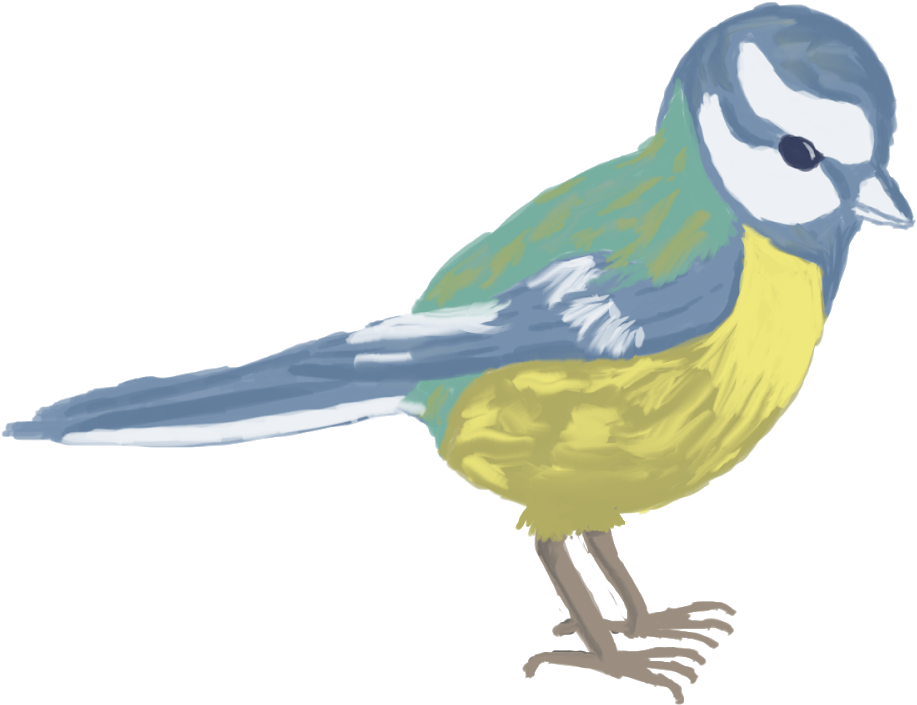 For People From Other Path Than 2d The Task Was To - Green Jay (1600x900), Png Download