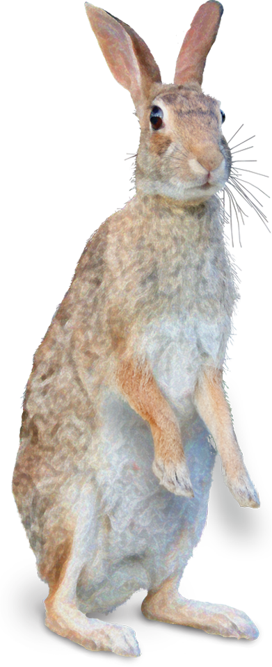 Rabbit (391x959), Png Download