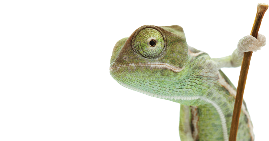 Biology - Reptile's View Of The World (pet Perspectives) (1140x465), Png Download