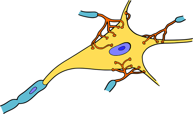 Biology Tutoring - Neuron Png (640x380), Png Download