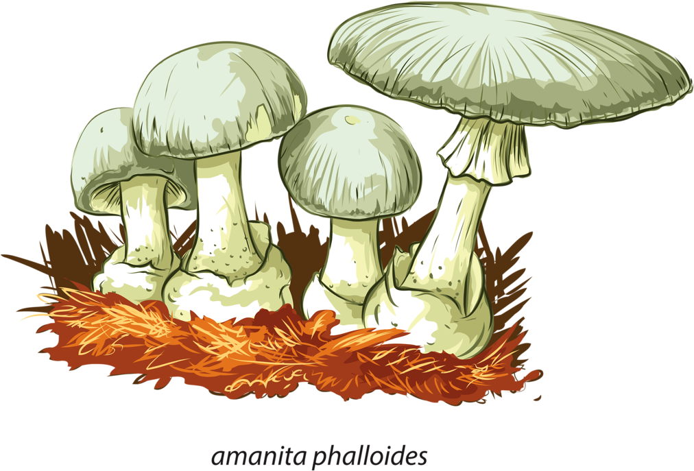 Album - Poisonous Mushrooms (1024x722), Png Download