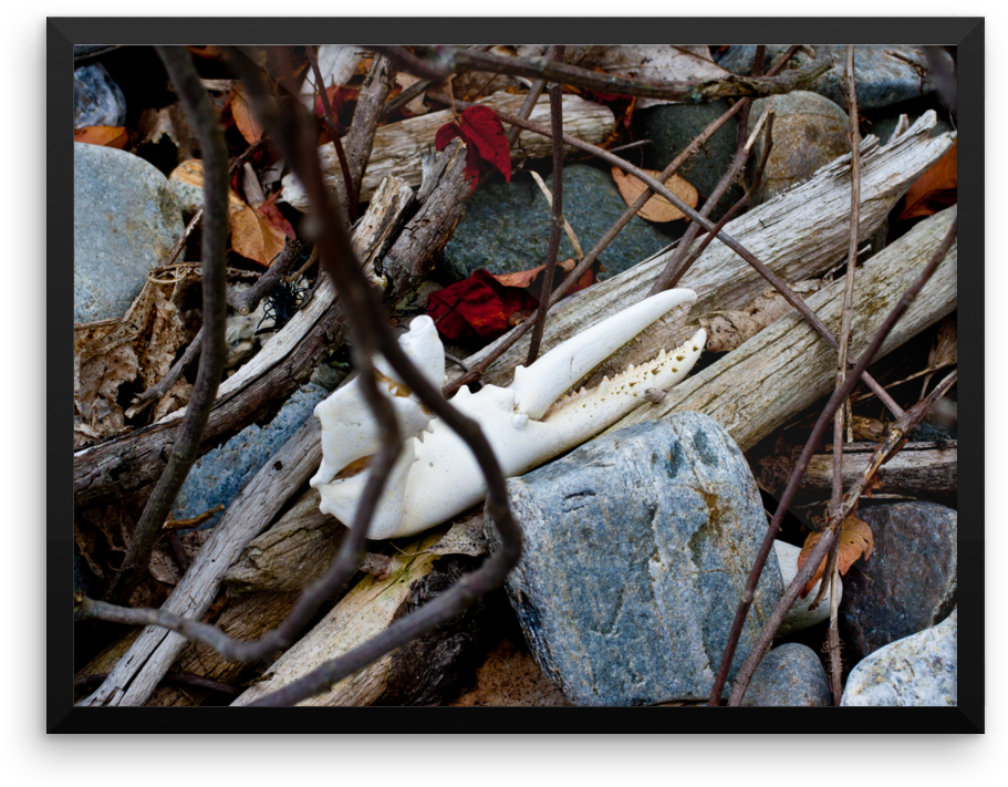 Sunbleached Lobster Claw Coastline Driftwood - Driftwood (1000x1000), Png Download