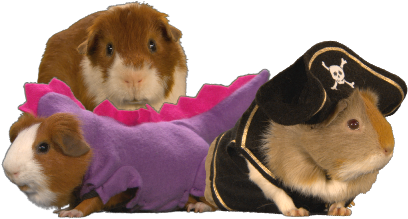 Guinea-pigs - Stripe South Park (960x540), Png Download