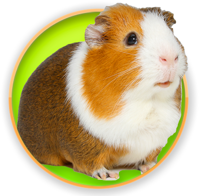 Guinea Pig (400x400), Png Download
