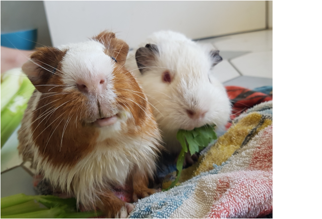 Photo Of Forrest And Wilson - Guinea Pig (638x638), Png Download