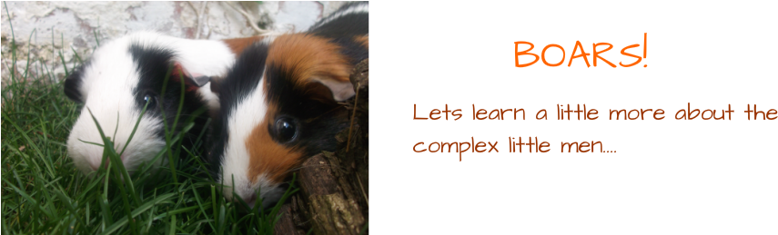 North East Guinea Pig Rescue - Wild Boar (888x258), Png Download