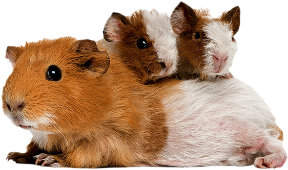 The Natural Diet Of A Guinea Pig Or Rabbit) - Guinea Pig Dog Cat Horse (650x421), Png Download