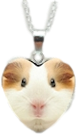 Guinea Pig (500x500), Png Download