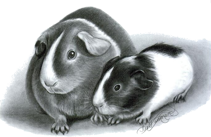 How To Draw Guinea Pigs - Drawing Of Guinea Pig (681x442), Png Download