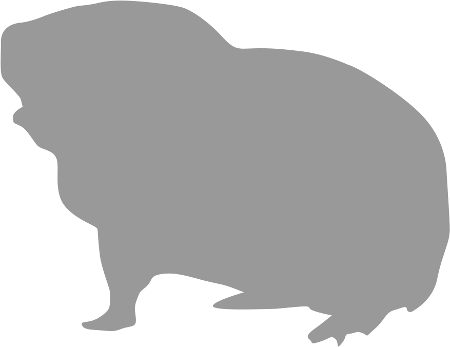 Guinea Pig - Pet (1008x798), Png Download