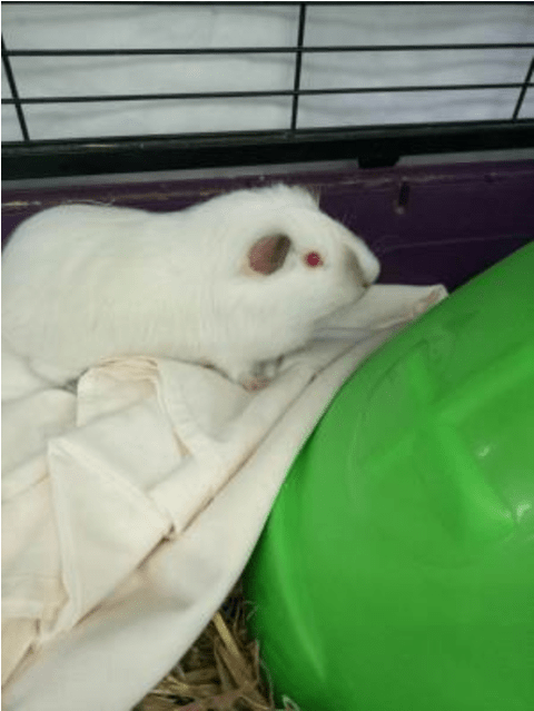 Photo Of Prompto - Hamster (638x638), Png Download