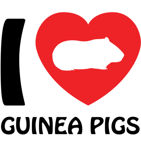 Love Guinea Pigs - Guinea Pig Shirt (500x500), Png Download