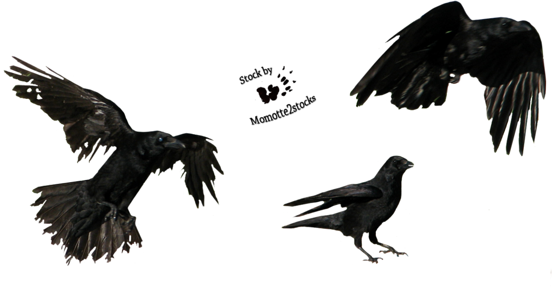 Favourites By Badapple409 On Clipart Library - Flying Crow Png (1160x689), Png Download
