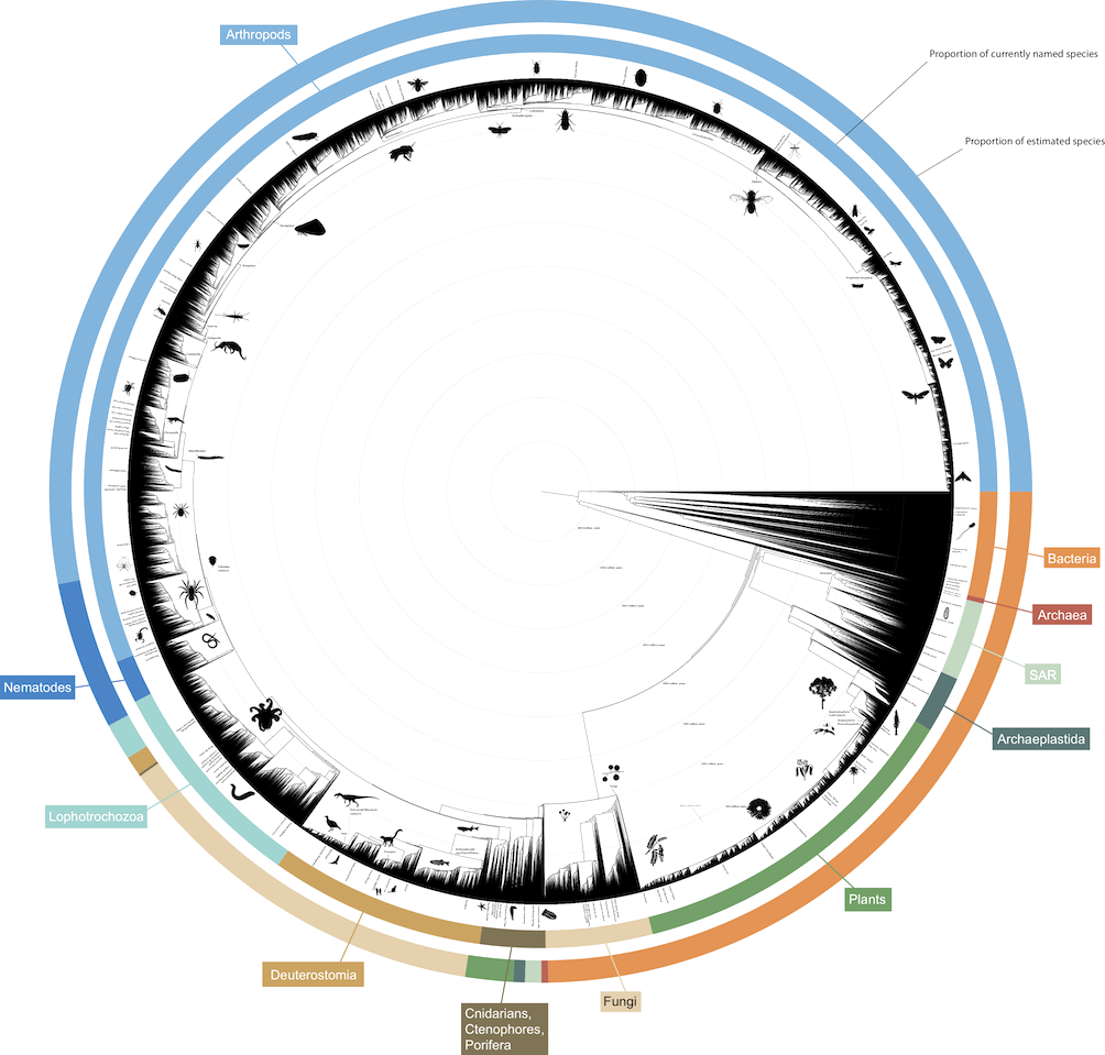 About - Open Tree Of Life (1004x959), Png Download