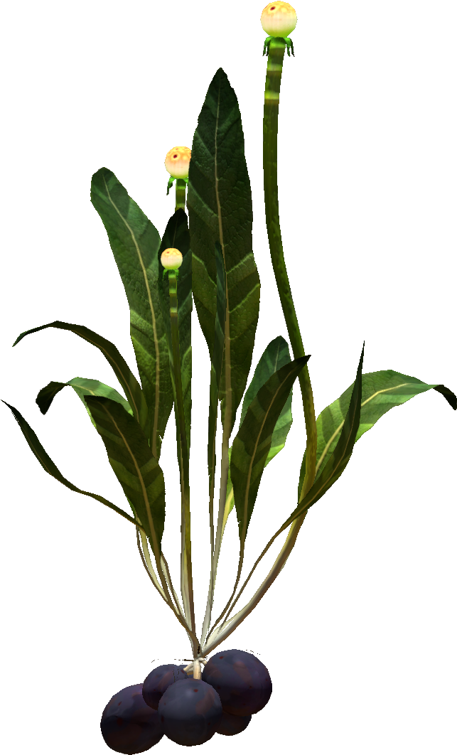 Chinese Potato Plant (1080x1080), Png Download