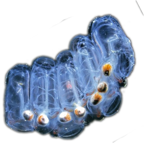 Salps - Salps Png (500x500), Png Download