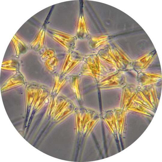 Asterionellopsis Chaetoceros Concavicornis - Asterionellopsis Glacialis (540x540), Png Download
