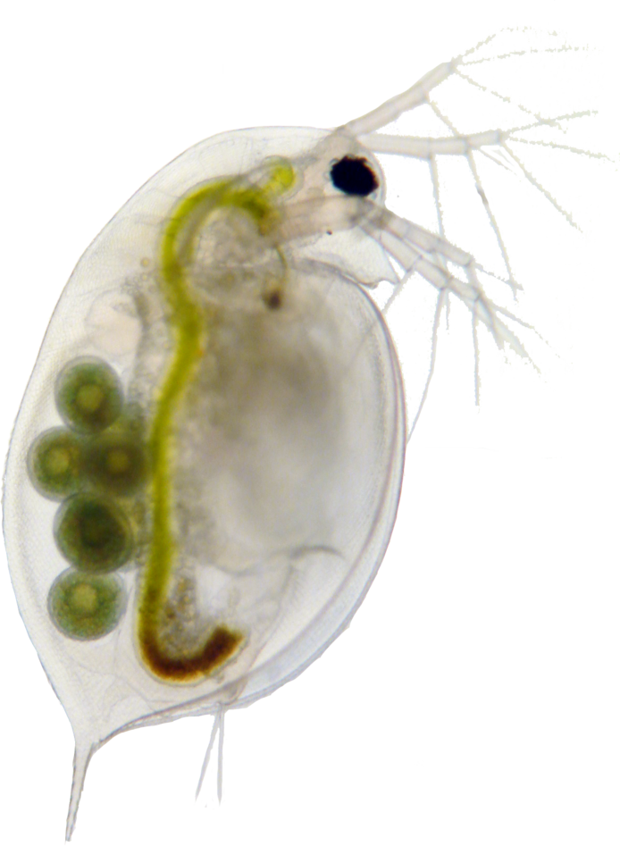 Determine If The Distribution Of Saithe Has Changed - Daphnia Png (694x947), Png Download