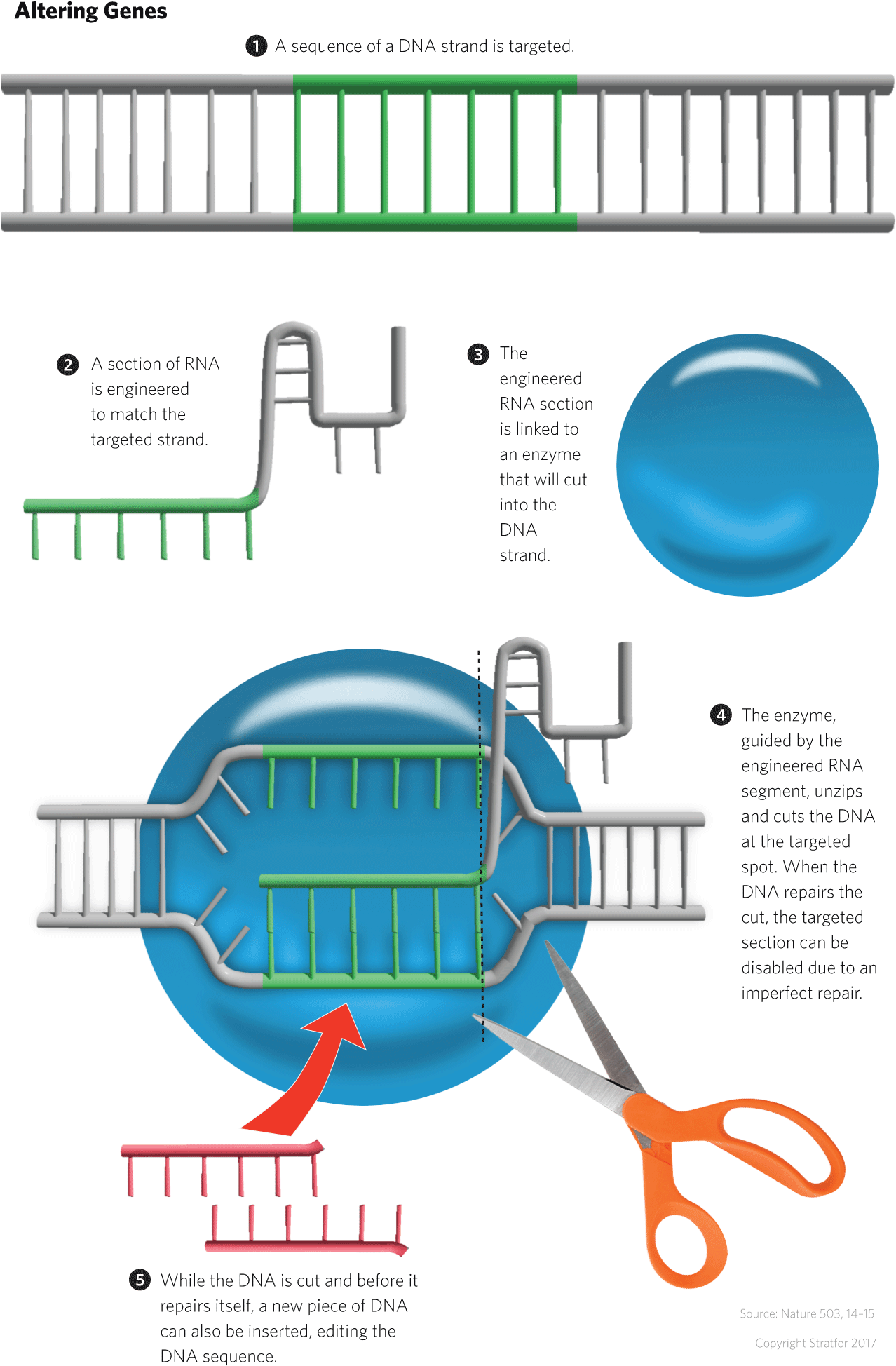 The Genetically Modified World Order - Crispr (1280x2065), Png Download